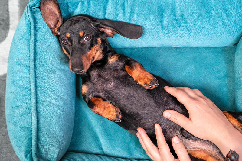 犬マッサージ